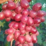 Саженец Виноград Федерико (привитый) в контейнере